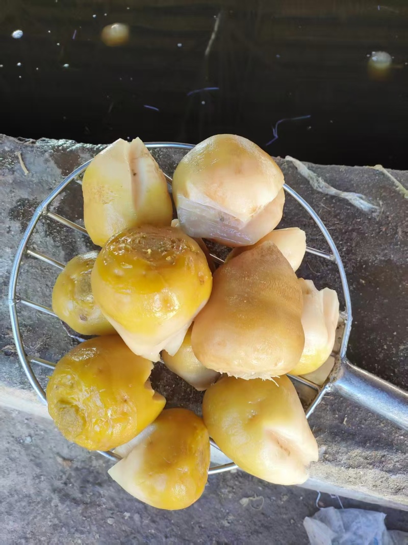 山东芥菜疙瘩腌制芥菜一手货源质量保证量大从优