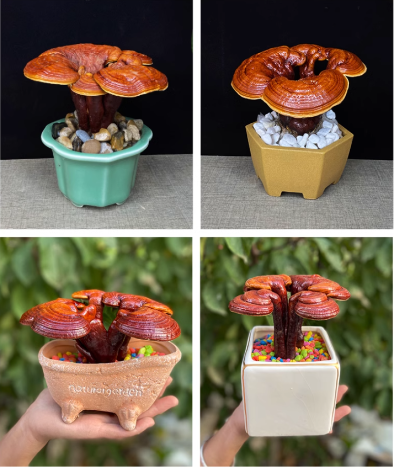 盆栽灵芝花批发小型灵芝盆景观赏灵芝摆件桌摆件优选