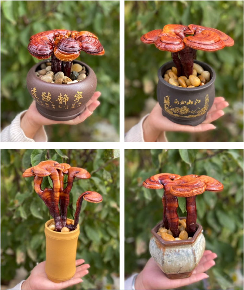 盆栽灵芝花批发小型灵芝盆景观赏灵芝摆件桌摆件优选