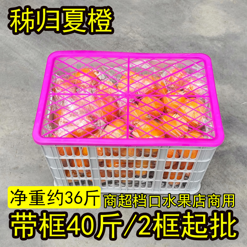 湖北秭归夏橙整框批发新鲜橙子现摘现发