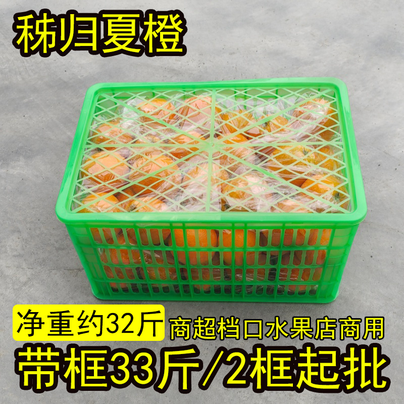 湖北秭归夏橙整框批发新鲜橙子现摘现发