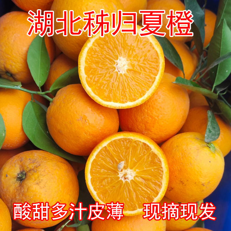 湖北秭归夏橙整框批发新鲜橙子现摘现发