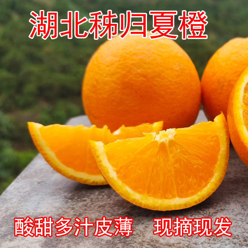 湖北秭归夏橙整框批发新鲜橙子现摘现发