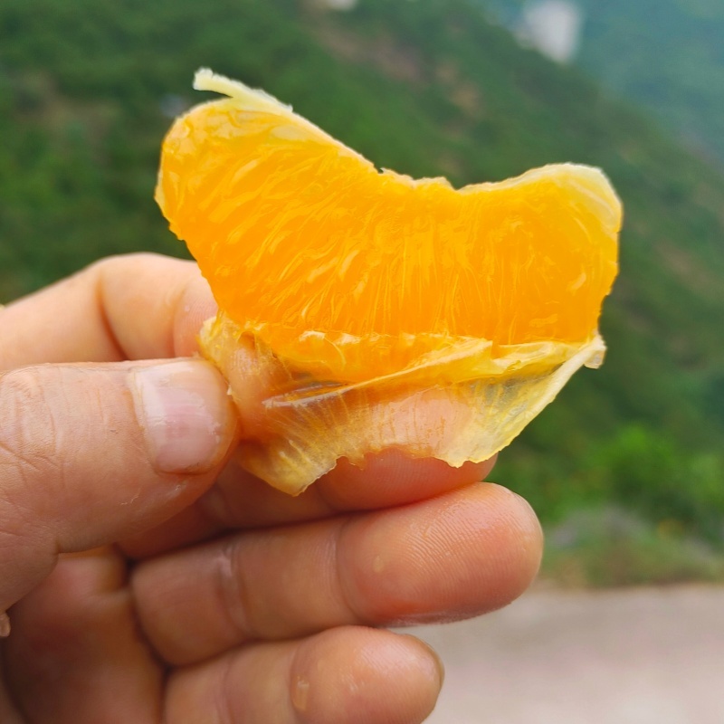 湖北秭归夏橙整框批发新鲜橙子现摘现发