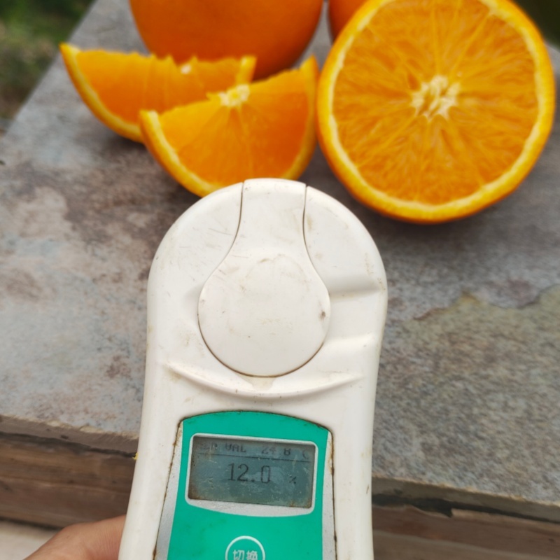 湖北秭归夏橙整框批发新鲜橙子现摘现发