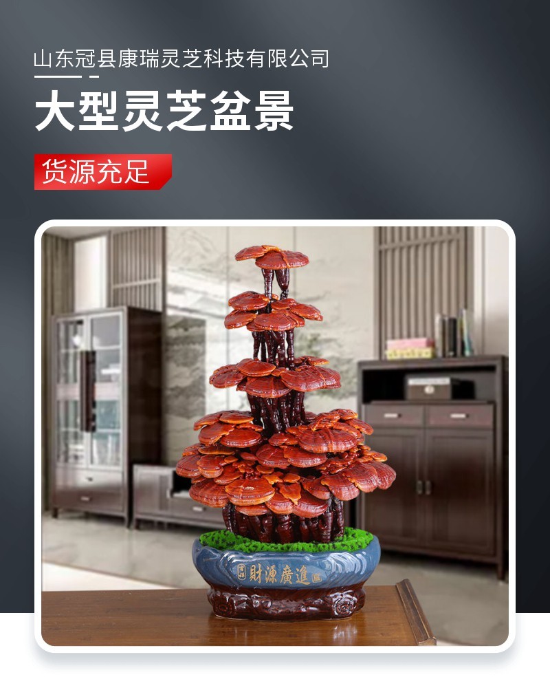 大型灵芝盆景批发活体嫁接自然成型盆景灵芝源头厂家