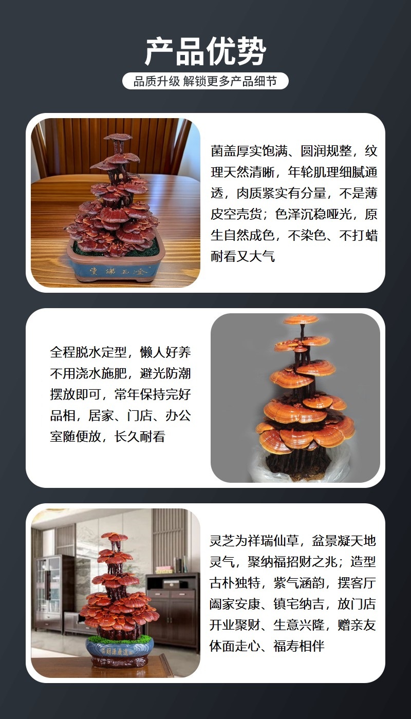 大型灵芝盆景批发活体嫁接自然成型盆景灵芝源头厂家