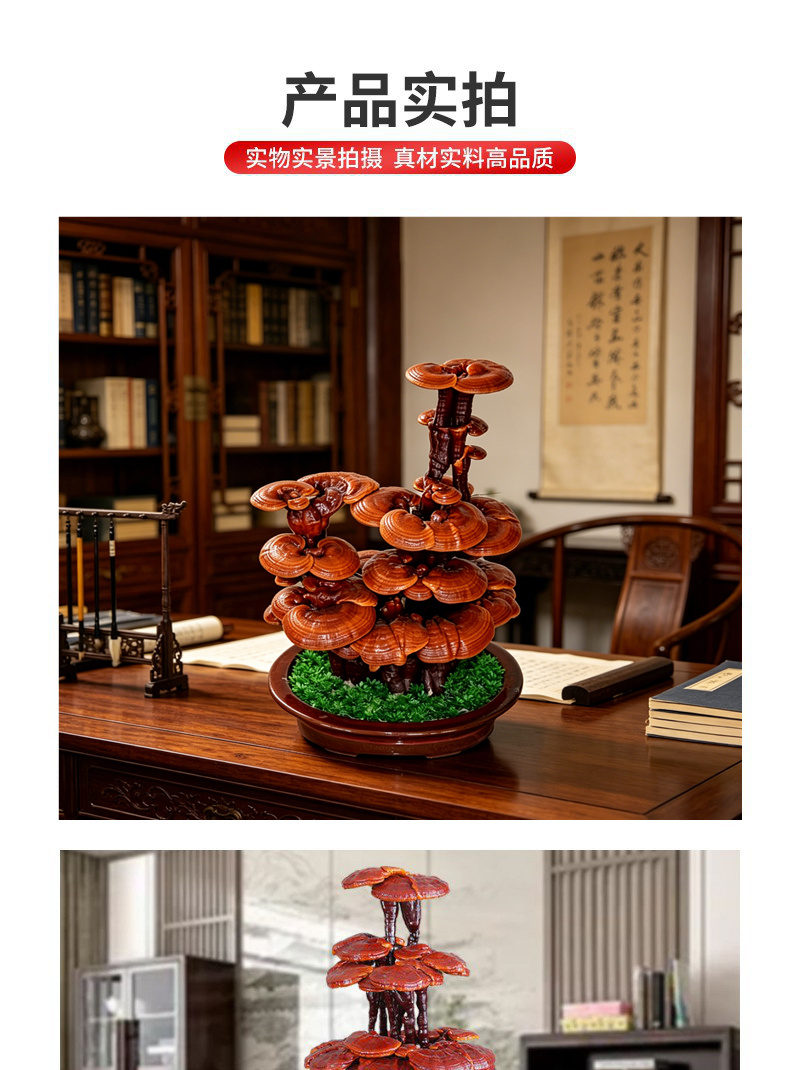 大型灵芝盆景批发活体嫁接自然成型盆景灵芝源头厂家