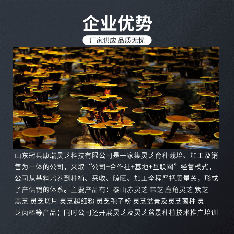 大型灵芝盆景批发活体嫁接自然成型盆景灵芝源头厂家