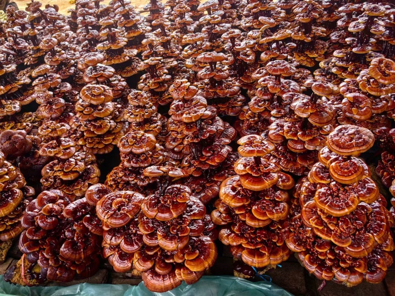 大型灵芝盆景批发活体嫁接自然成型盆景灵芝源头厂家