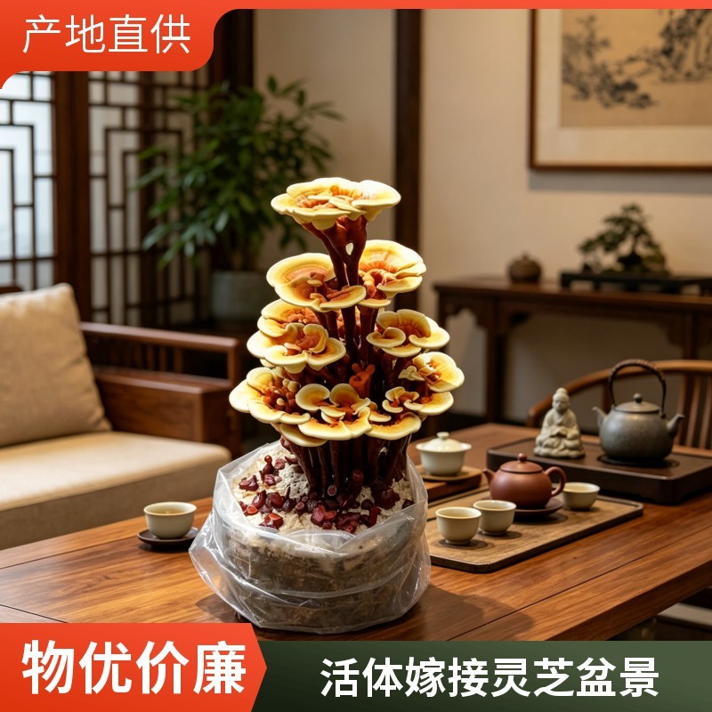 活体嫁接灵芝盆景批发活体灵芝盆栽盆景灵芝菌包厂家