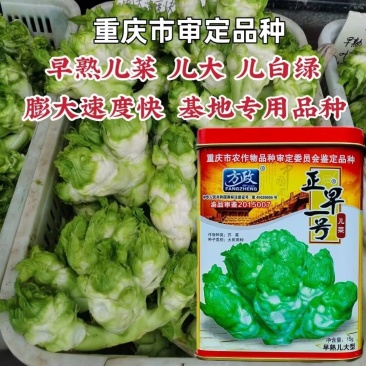 正早一号儿菜种子正品儿菜种籽娃娃菜种子四川重庆儿菜种子