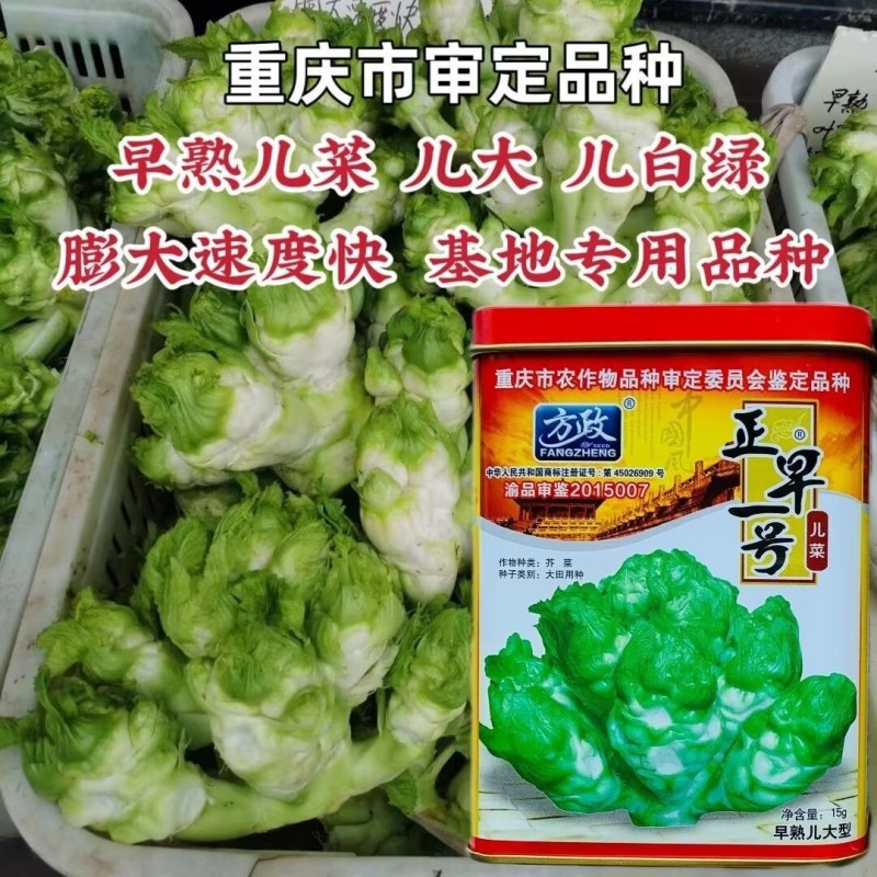 正早一号儿菜种子正品儿菜种籽娃娃菜种子四川重庆儿菜种子