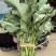 板蓝根菜苔种子早中熟利农板蓝油苔种子耐热脆嫩甜菜苔高产