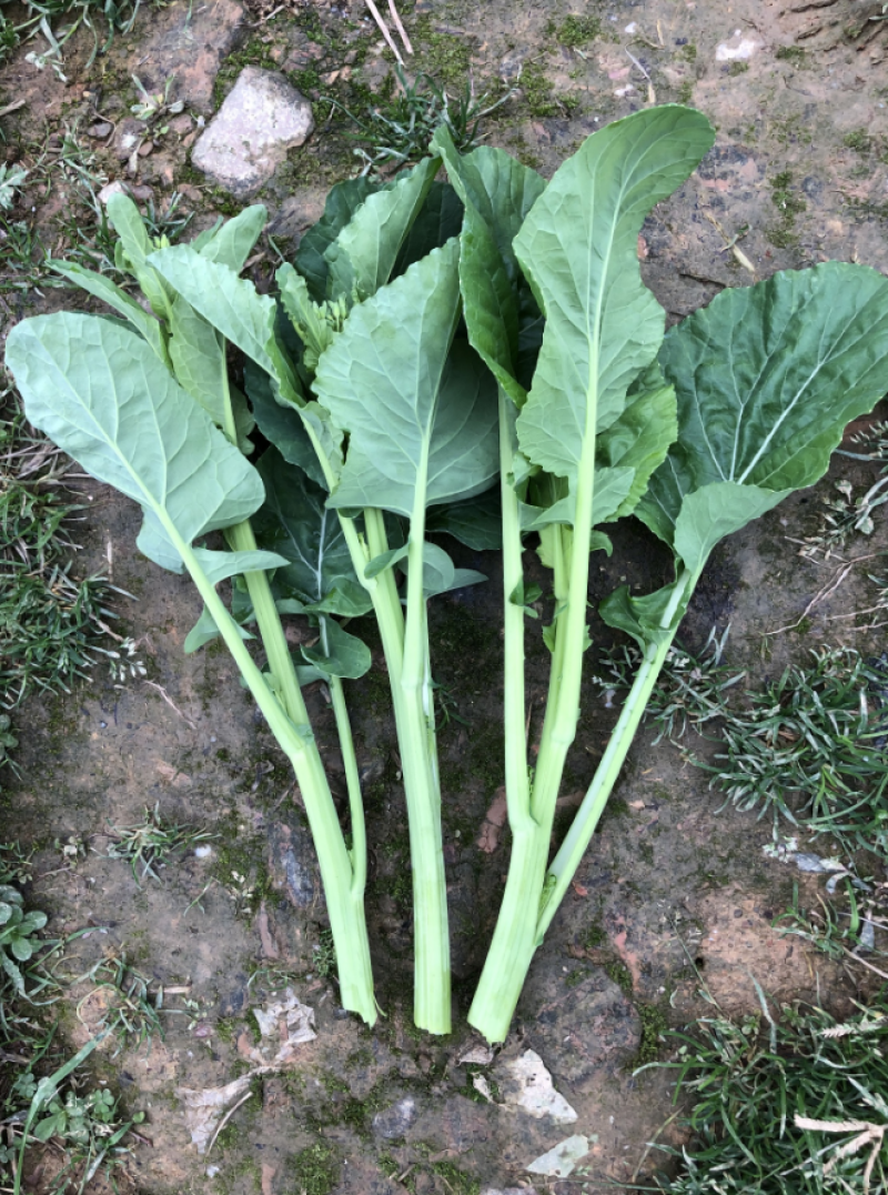 板蓝根菜苔种子早中熟利农板蓝油苔种子耐热脆嫩甜菜苔高产