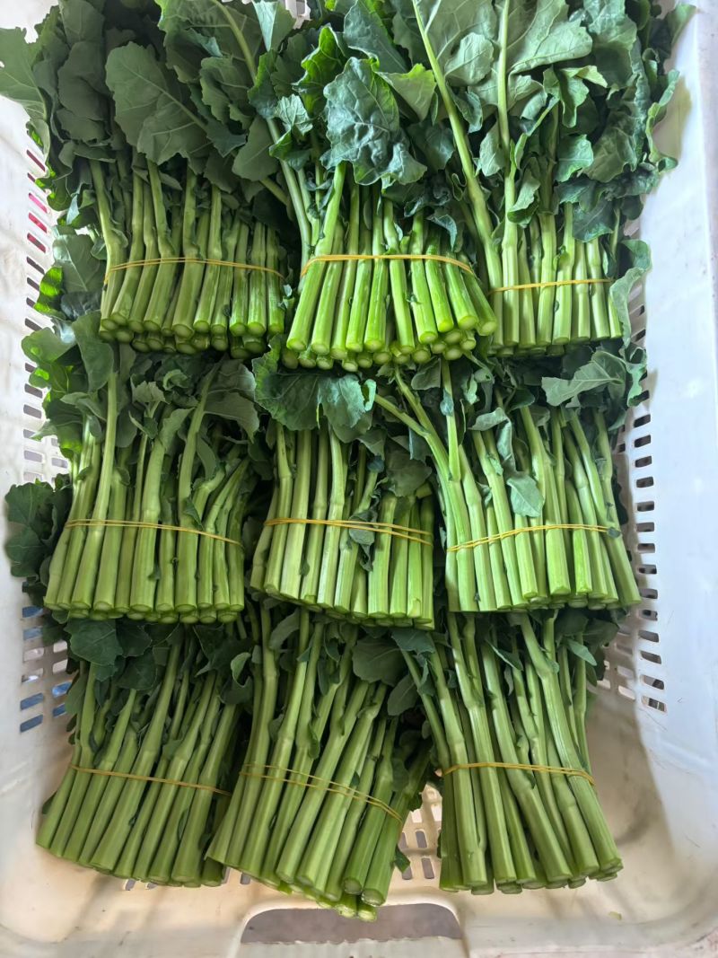 板蓝根菜苔种子早中熟利农板蓝油苔种子耐热脆嫩甜菜苔高产