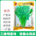 香菜种子香菜籽绿领抗热耐抽薹四季大叶铁杆香菜种子四季种
