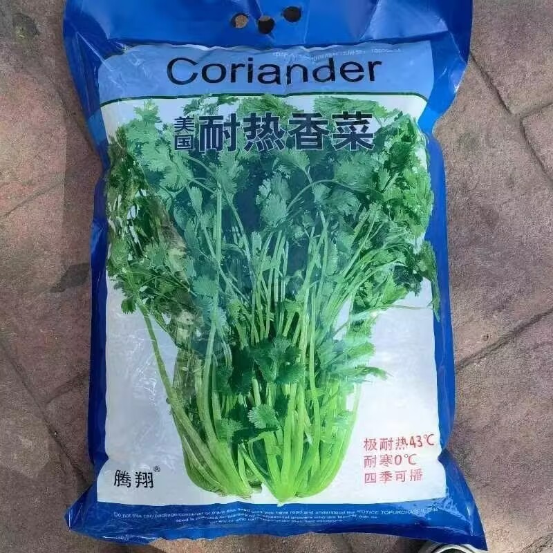 美国耐热香菜种子10斤原装四季耐热大叶香菜种籽夏播耐高温
