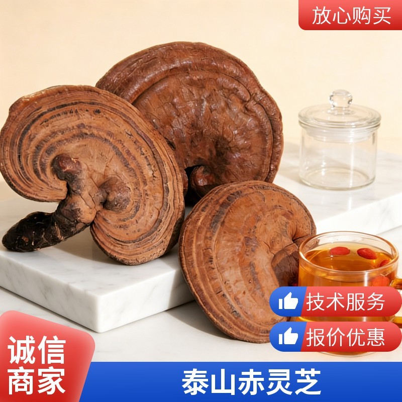 泰山赤灵芝大片整朵带粉红灵芝冠县产地直发整朵大片