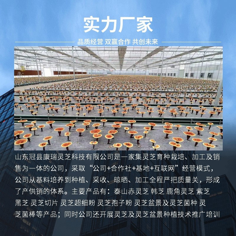 泰山赤灵芝大片整朵带粉红灵芝冠县产地直发整朵大片