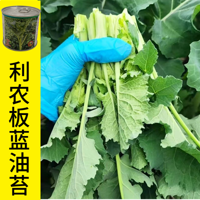 【正源】利农板蓝油苔正宗板蓝根菜苔种子板蓝根青菜基地正品