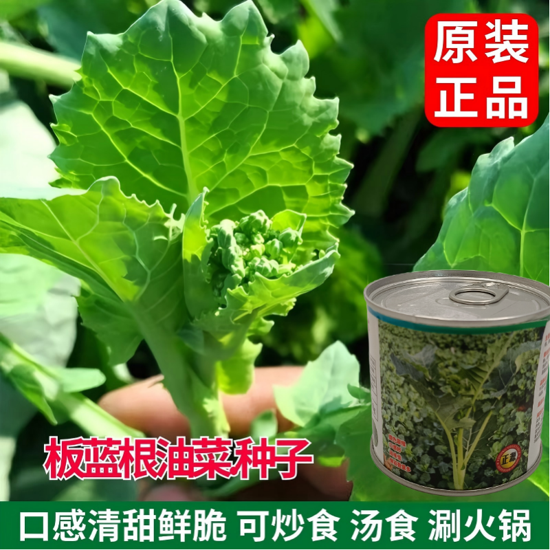 【正源】利农板蓝油苔正宗板蓝根菜苔种子板蓝根青菜基地正品