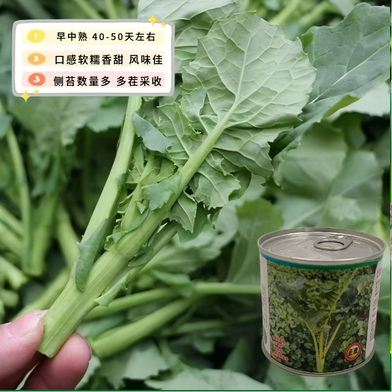 【正源】利农板蓝油苔正宗板蓝根菜苔种子板蓝根青菜基地正品