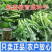 【正源】利农板蓝油苔正宗板蓝根菜苔种子板蓝根青菜基地正品