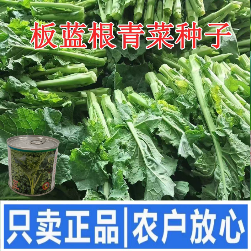 【正源】利农板蓝油苔正宗板蓝根菜苔种子板蓝根青菜基地正品