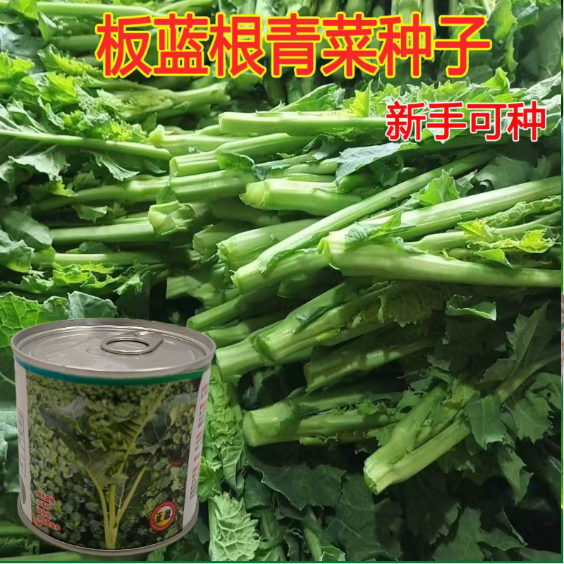 【正源】利农板蓝油苔正宗板蓝根菜苔种子板蓝根青菜基地正品