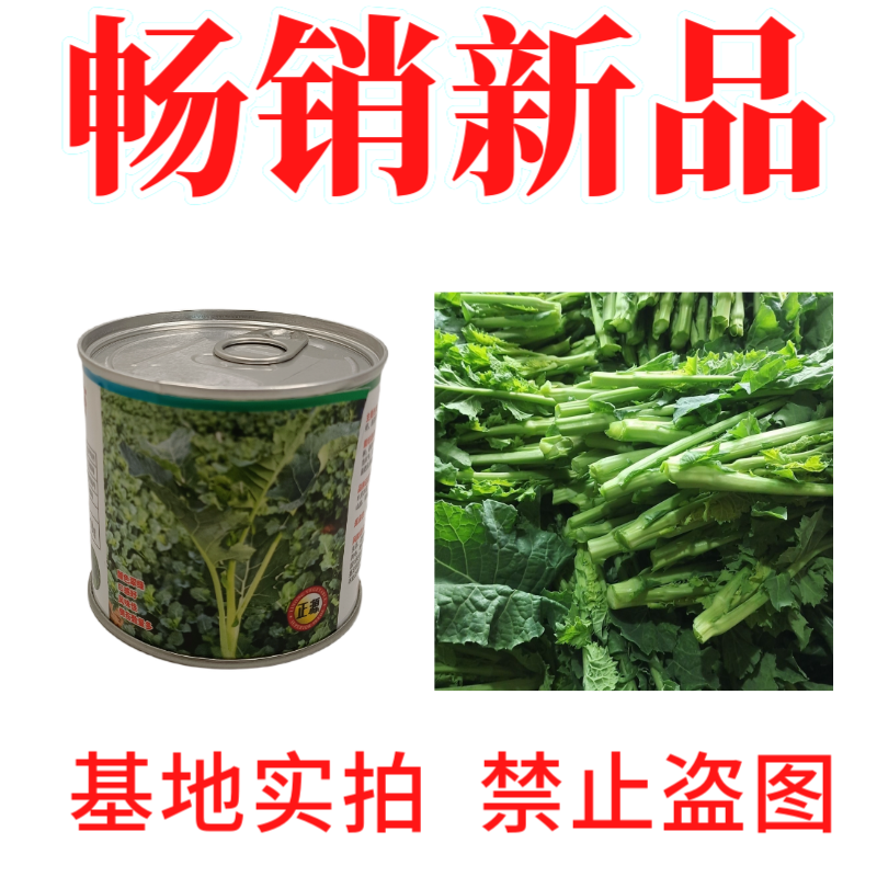 【正源】利农板蓝油苔正宗板蓝根菜苔种子板蓝根青菜基地正品