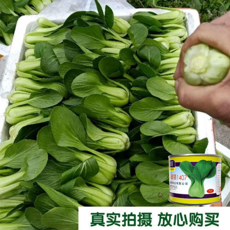绿领1407青梗菜种子春夏秋季播种高产耐热耐湿农家大田基