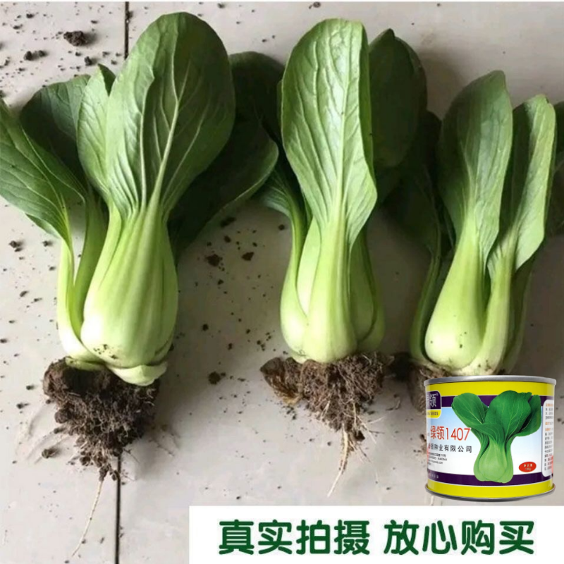 绿领1407青梗菜种子春夏秋季播种高产耐热耐湿农家大田基