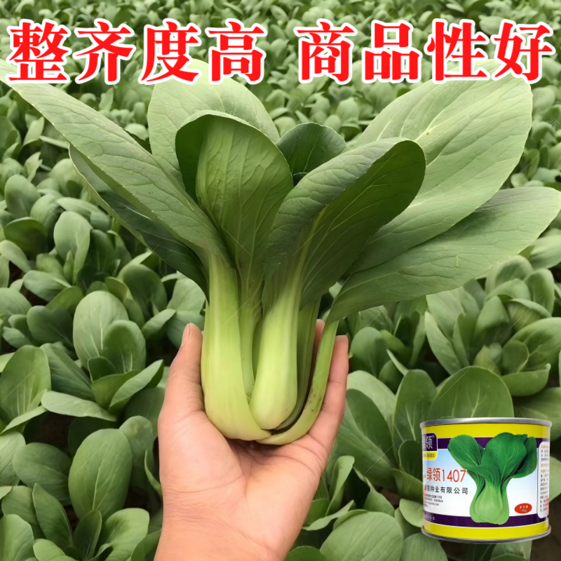 绿领1407青梗菜种子春夏秋季播种高产耐热耐湿农家大田基