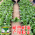 绿领1407青梗菜种子春夏秋季播种高产耐热耐湿农家大田基