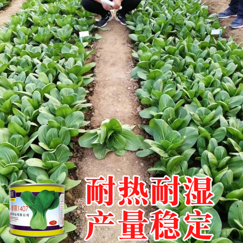 绿领1407青梗菜种子春夏秋季播种高产耐热耐湿农家大田基