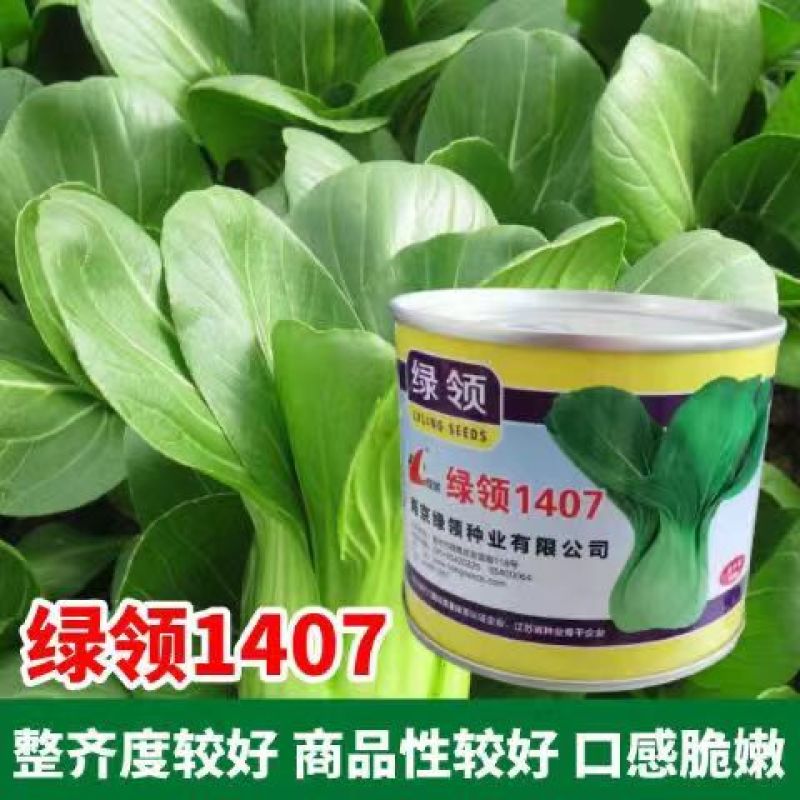 绿领1407青梗菜种子春夏秋季播种高产耐热耐湿农家大田基