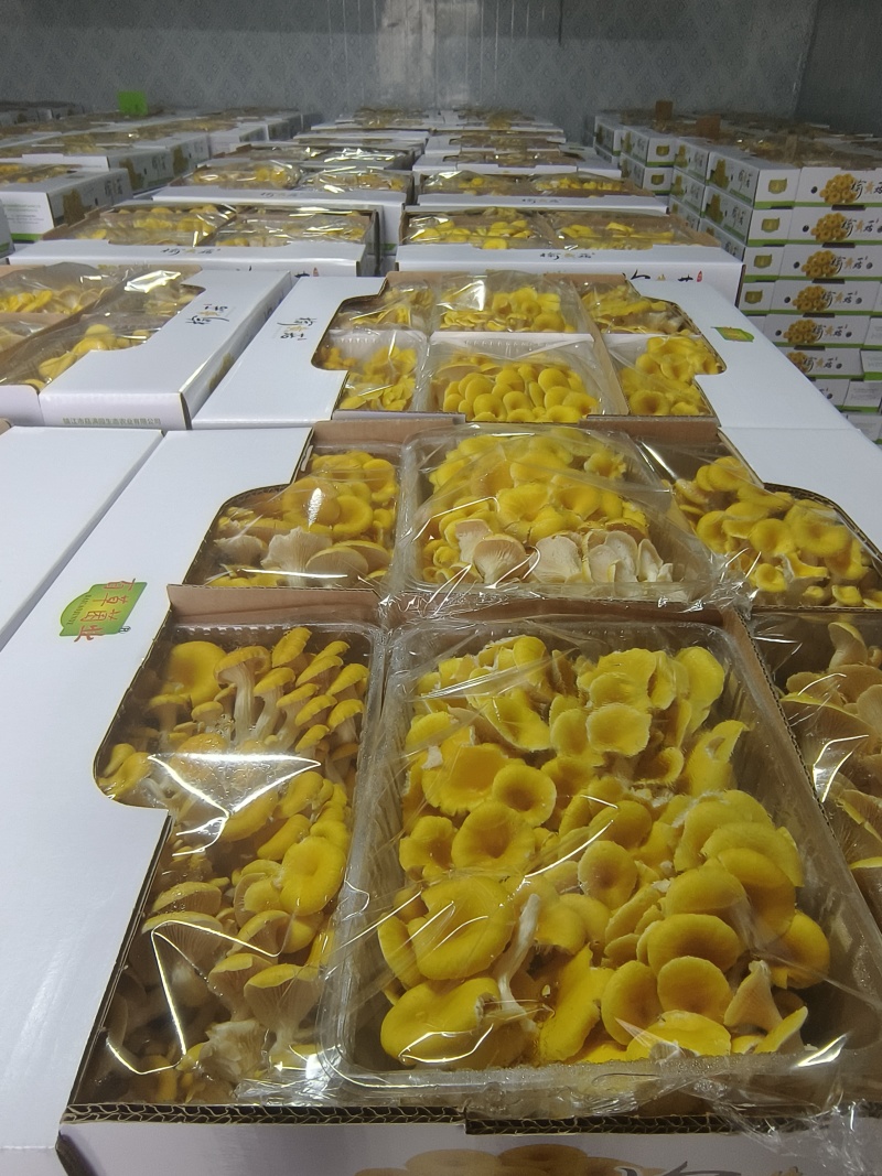 云南高山食用菌基地榆黄菇常年有货大量供应可视频