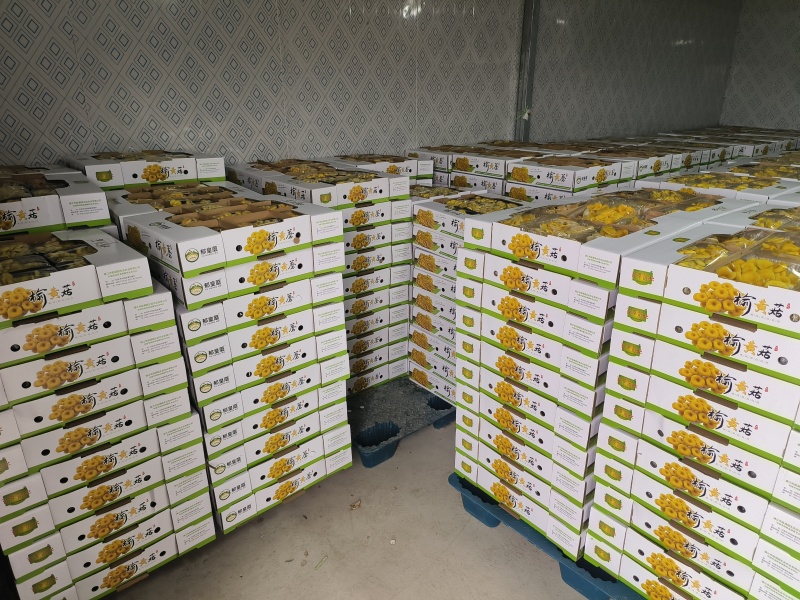 云南高山食用菌基地榆黄菇常年有货大量供应可视频