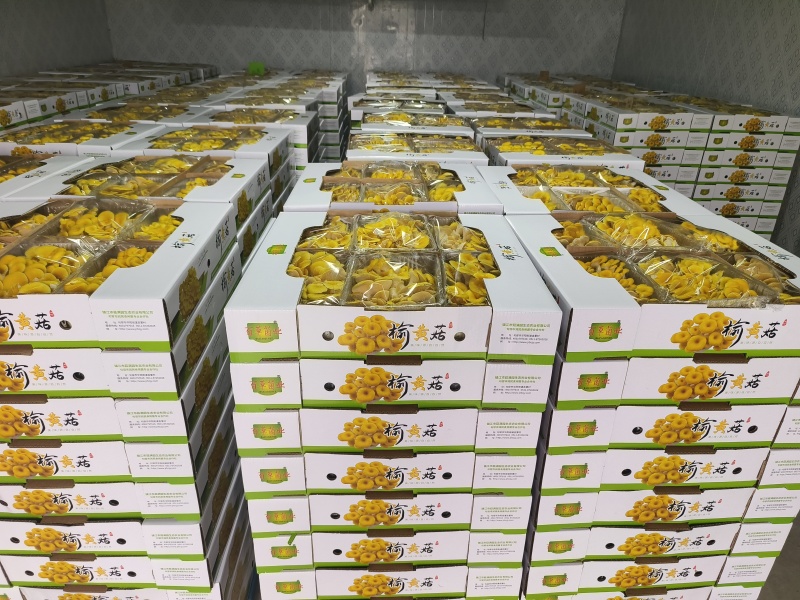 云南高山食用菌基地榆黄菇常年有货大量供应可视频