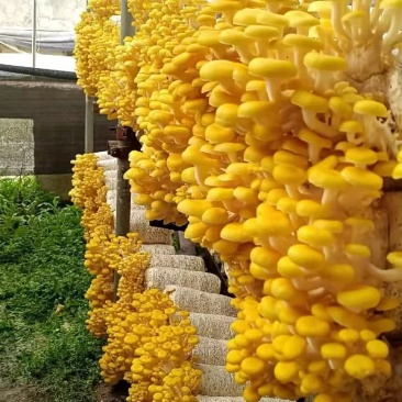 云南高山食用菌基地榆黄菇常年有货大量供应可视频