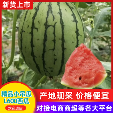 万亩小掉瓜基地，2k，l600小糖丸，大量有货