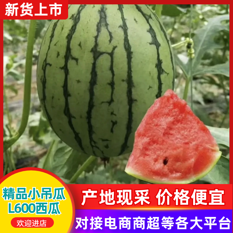万亩小掉瓜基地，2k，l600小糖丸，大量有货