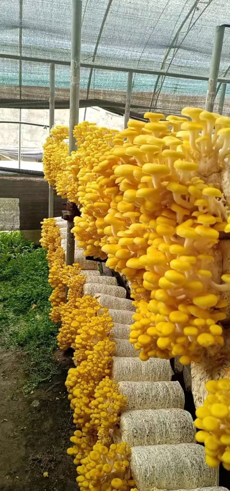 云南榆黄菇大量现货常年供应基地一手货源保证质量