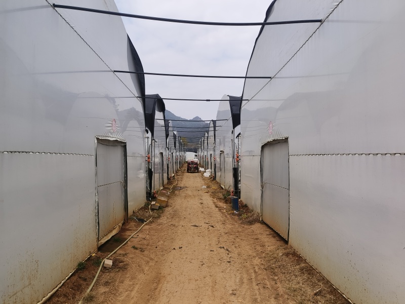 云南榆黄菇大量现货常年供应基地一手货源保证质量