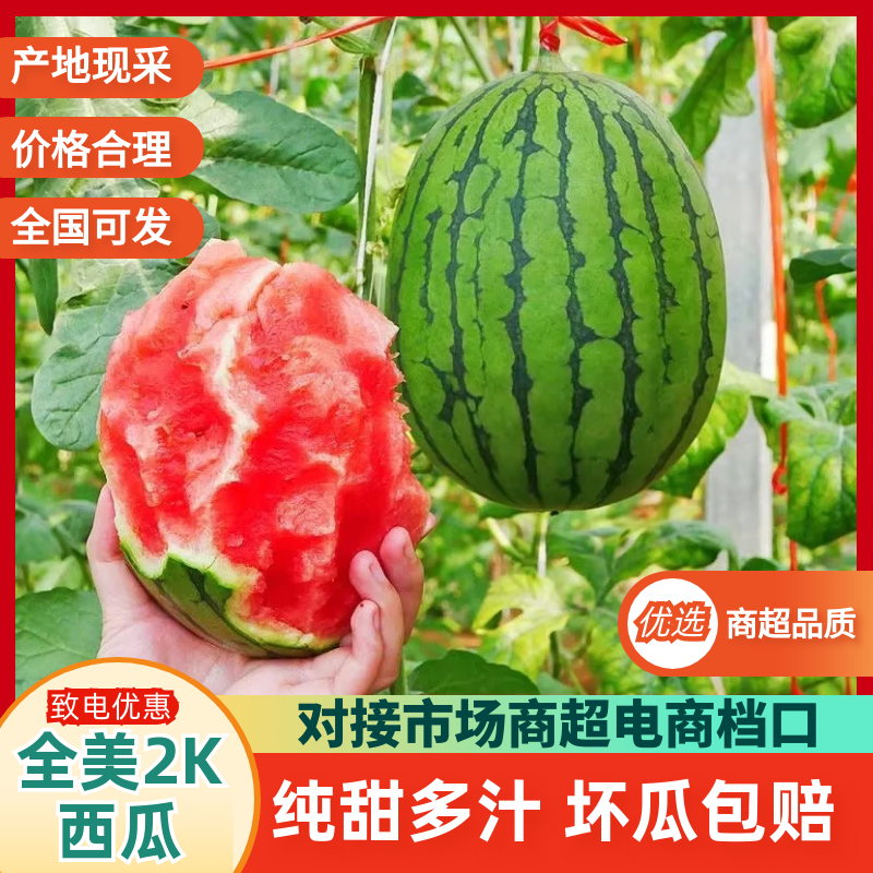 【优选】全美2k小西瓜基地直供全国走货欢迎来电联系