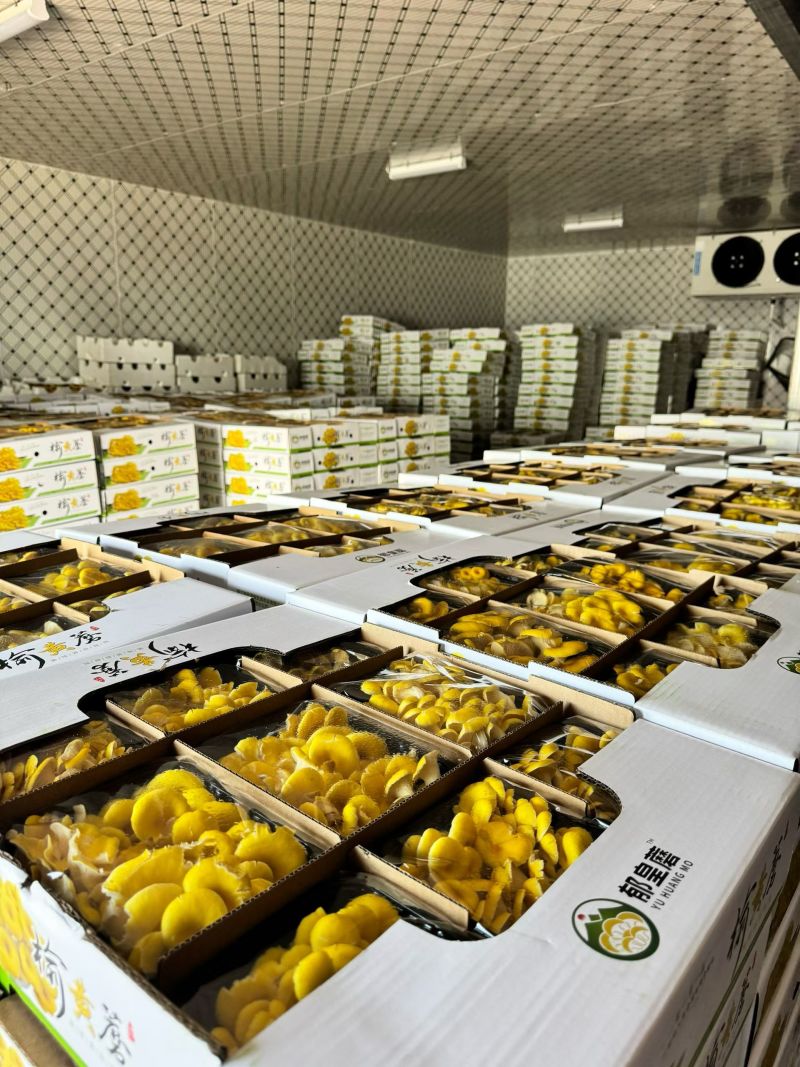 云南榆黄菇大量现货常年供应基地一手货源保证质量