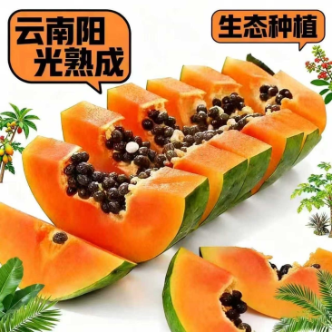 云南精品木瓜红心木瓜承接全国电商平台一件代发