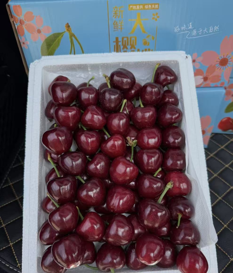 【早大果】齐早樱桃以高甜度口感和稳定品质为核心优势