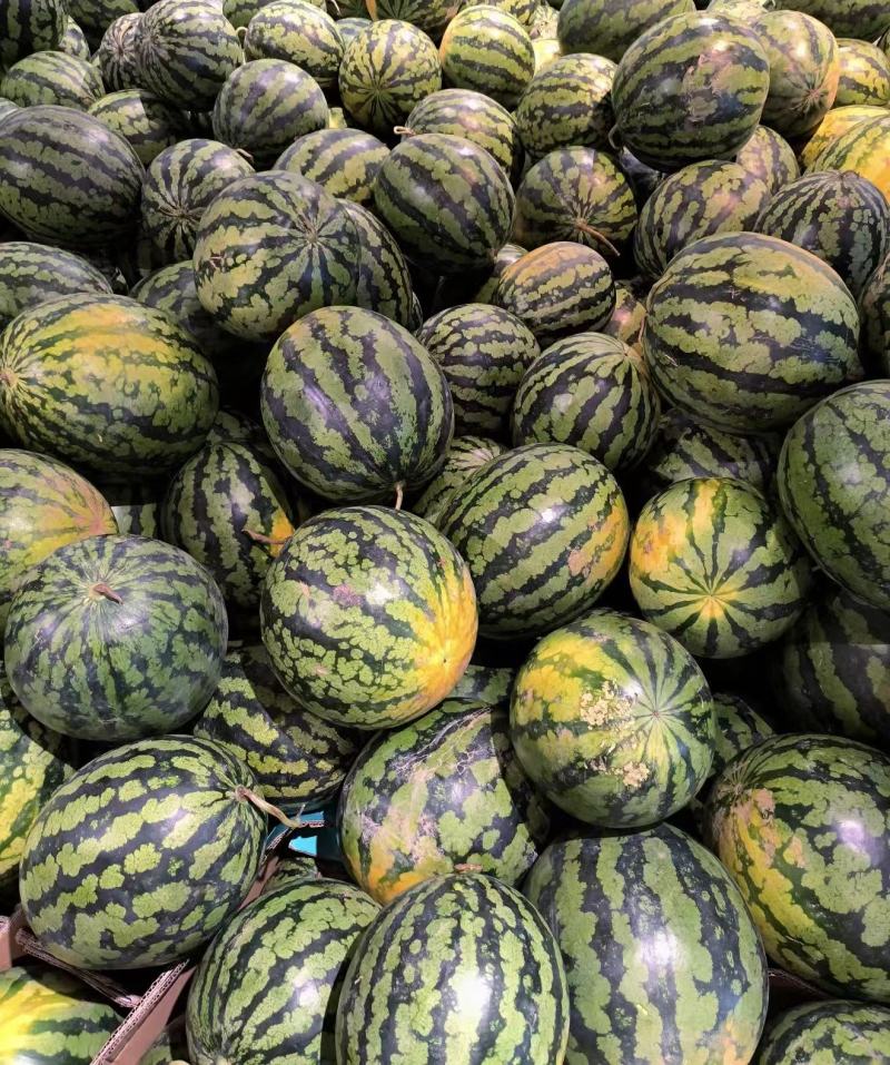 甜王西瓜精品西瓜产地直发量大从优可对接全国客商品质保障